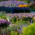 球茎花园以多季球茎和一年生植物为特色，在整个生长季节提供连续的开花。阿勒顿公园和撤退中心是伊利诺伊州蒙蒂塞洛附近的历史瑰宝，以雕塑花园、住宿和面向反射池塘的豪宅为特色，以及在1500英亩林地和草原地区的14英里徒步小径。最初建于1900年的艺术家和慈善家罗伯特·阿勒顿作为私人住宅，场地和设施于1946年捐赠给了伊利诺伊大学。万博体育maxbetx