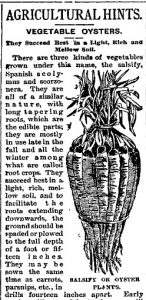 旧报纸上的一篇文章，包括一幅红枣根的黑白图，它类似于胡萝卜串。