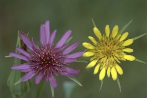 照片显示紫色花头旁边的黄色花头，与绿色，草地背景。