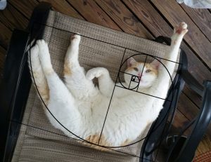4 . Fibonacci cat